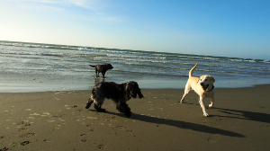 Doggy day care Christchurch